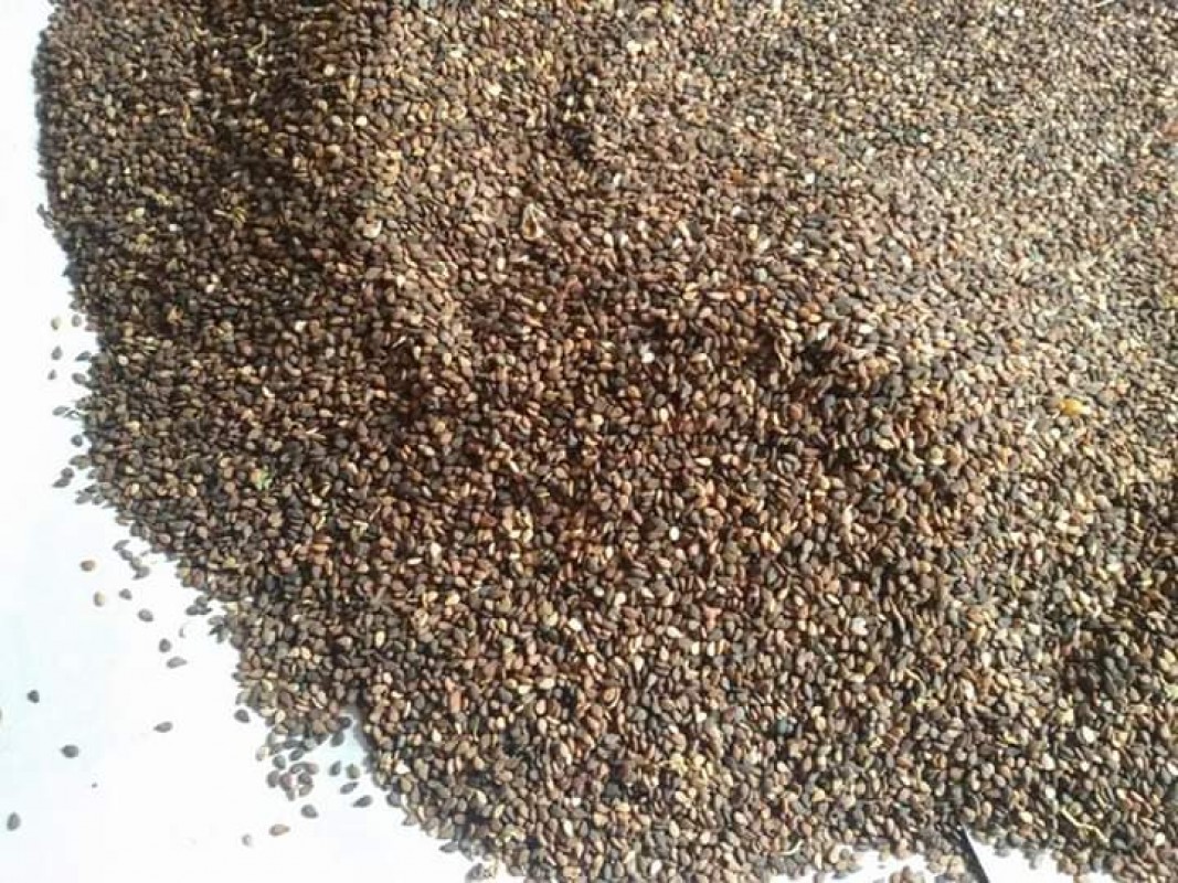 Semillas de sésamo marrón from Chad