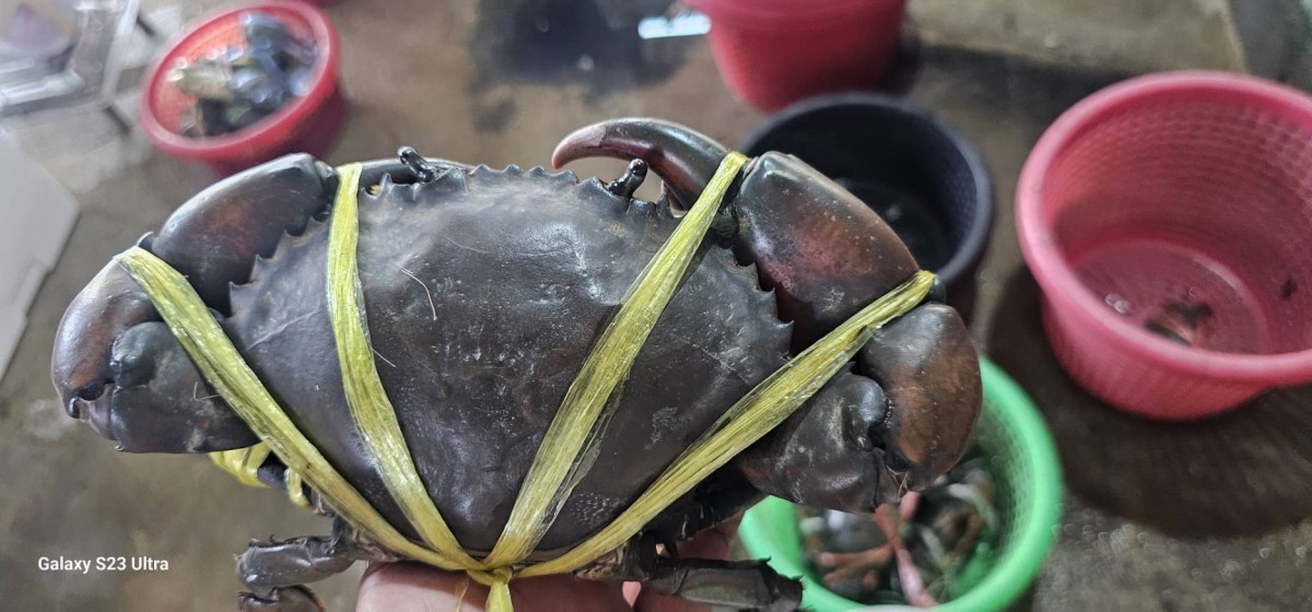 Kepiting Lumpur Hidup dari Thailand from Thailand