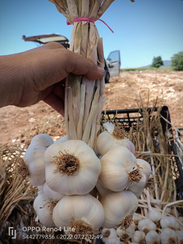 Garlic 5.5-7 cal~Turkey-europa Exporting from Turkey
