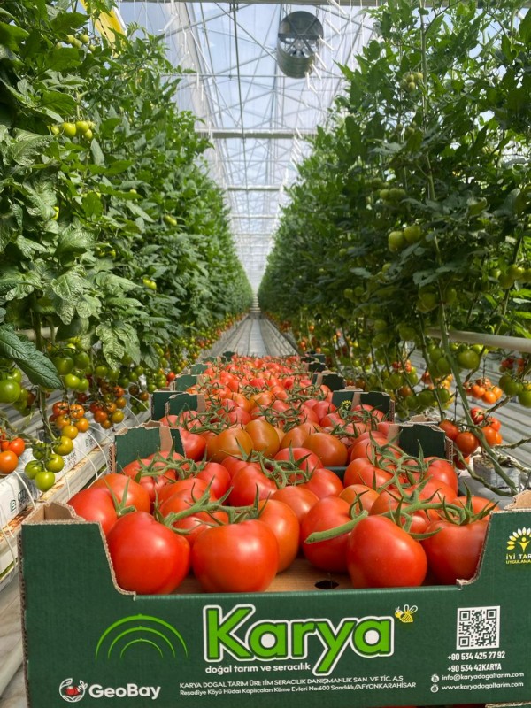 Tomate from Turquía