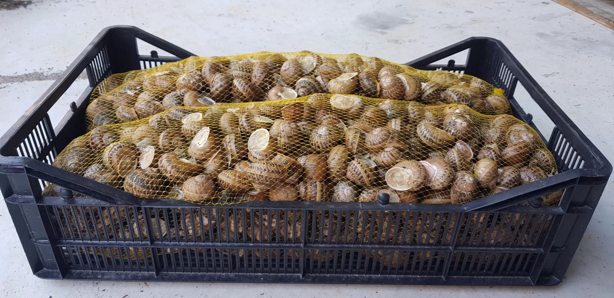 Escargot from Turkey