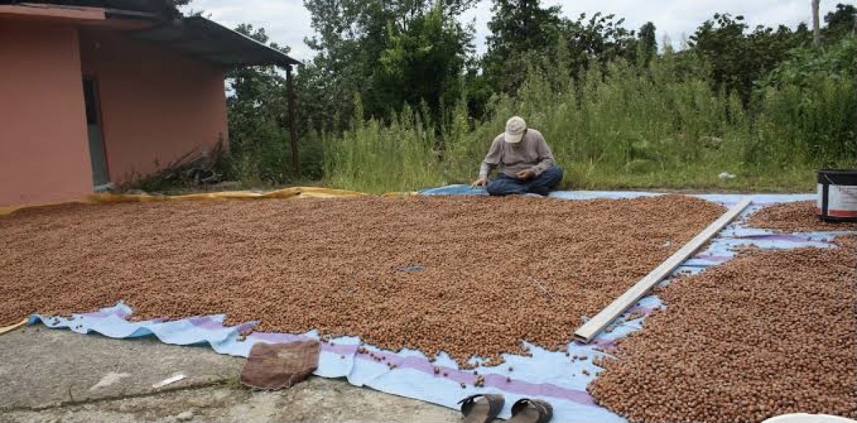 NOCCIOLE from Turchia