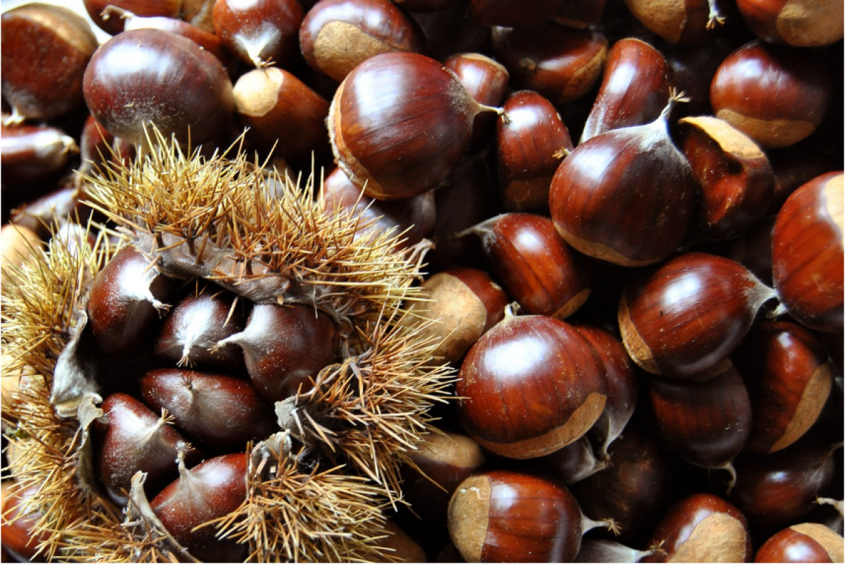 Raw chestnuts from Turkey