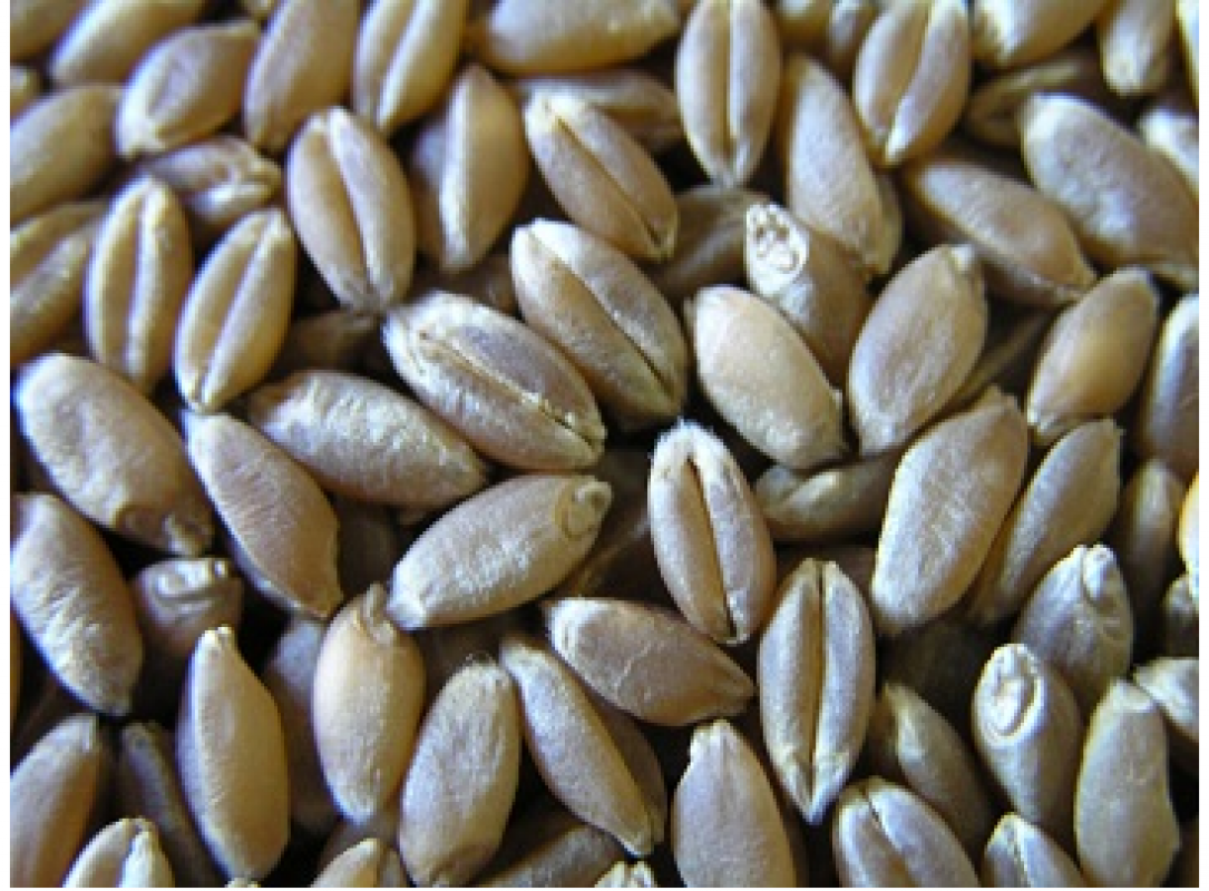 Trigo from Turquía