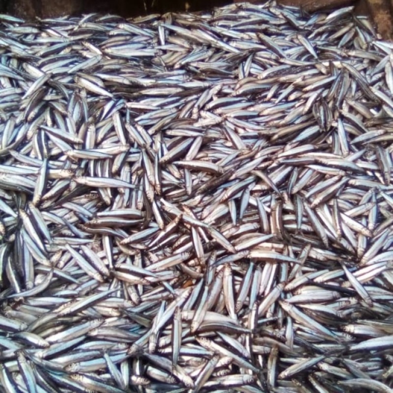 Sardine from Tanzania