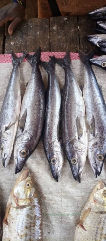 Lates stappersii, the Sleek lates (MGEBUKA,MIKEKE) from Tanzania