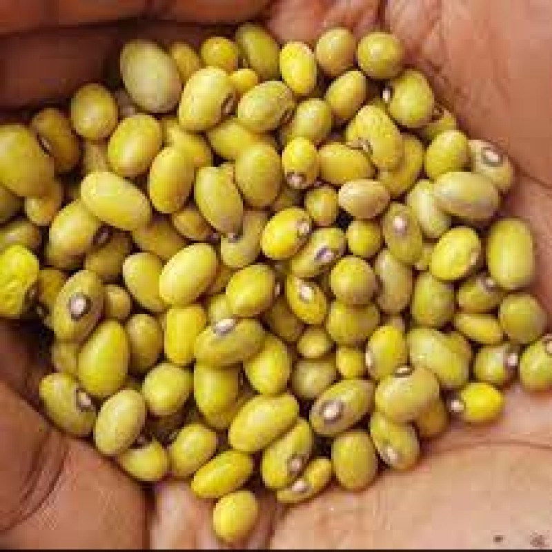 Yellow Beans from Tanzania
