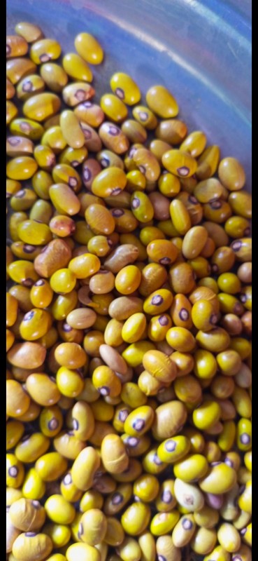 Yellow Beans from Tanzania