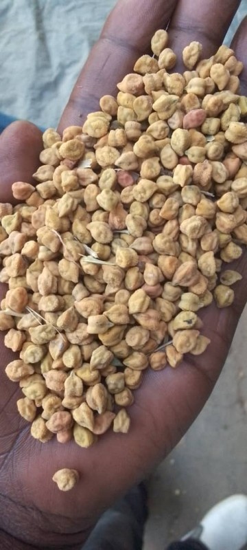 Kacang Arab from Tanzania