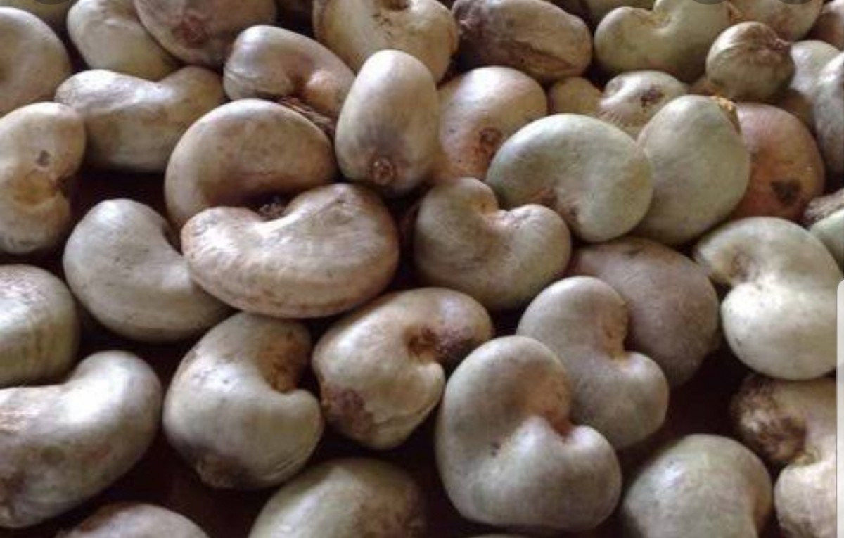 Cashew Nuts from Tanzania
