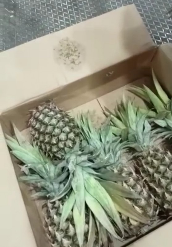 PINNEAPPLE from Tanzania