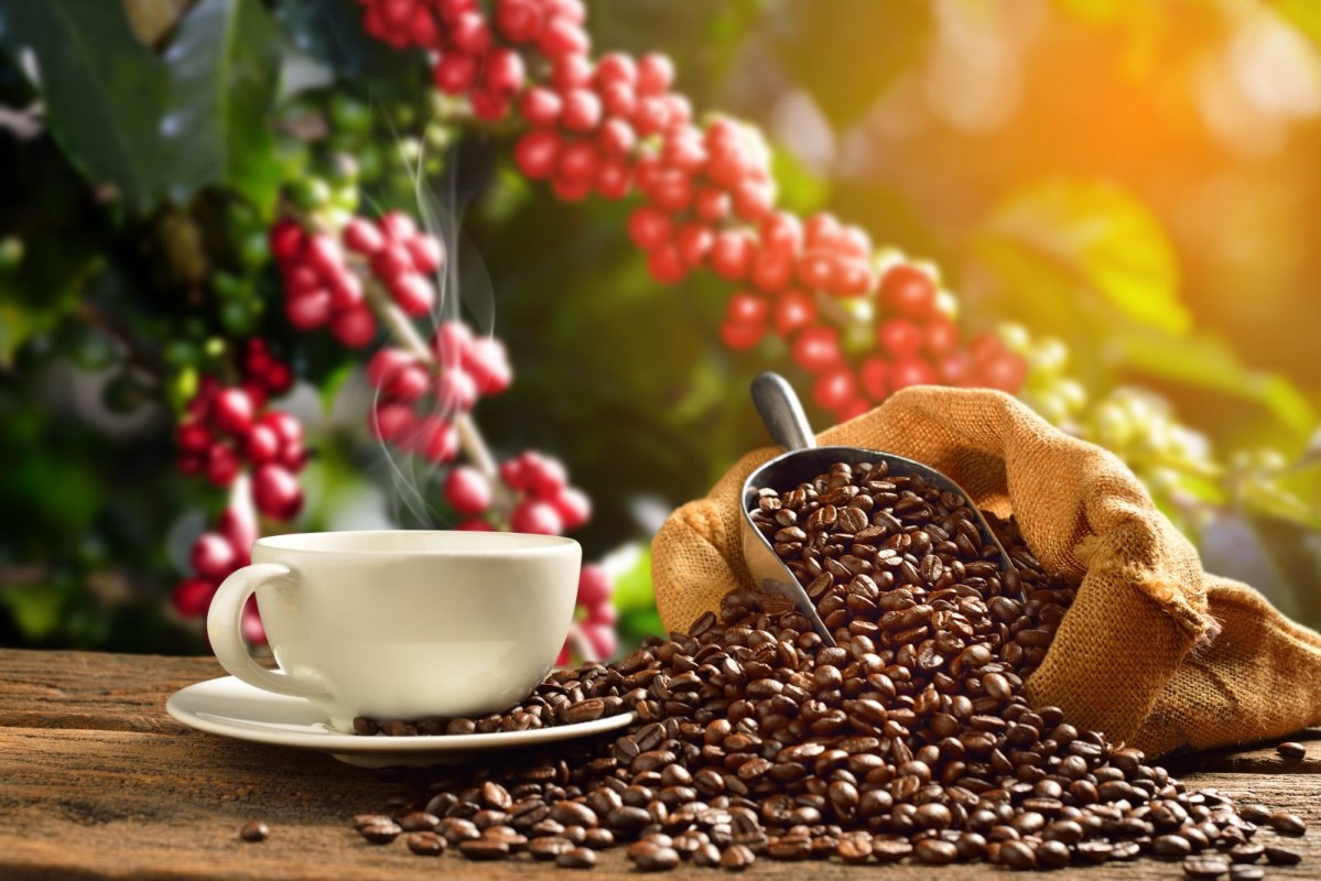 Coffee Beans from Tanzania