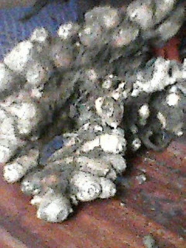 Jahe from Tanzania