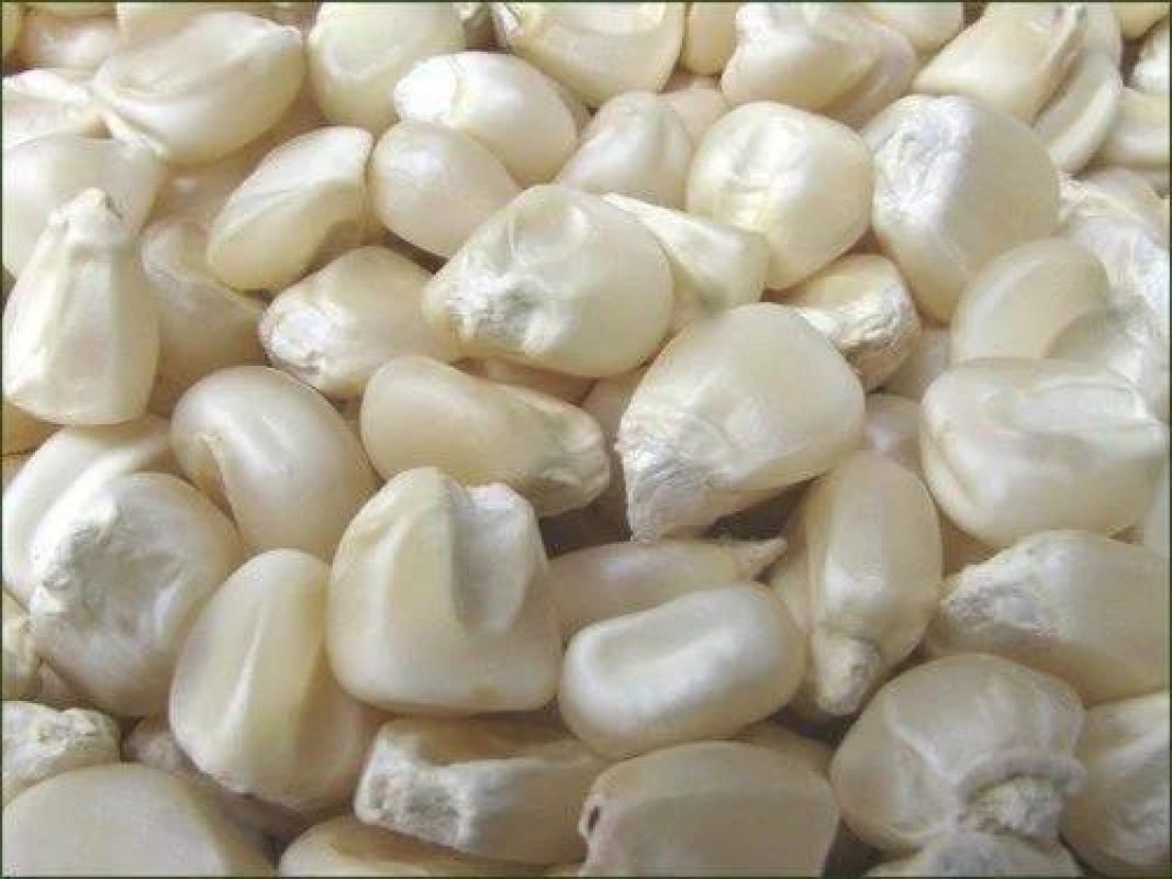 Non GMO white maize from Tanzania