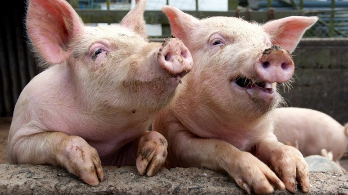 Porc from Ouganda