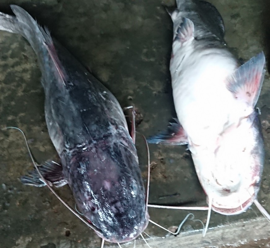 Catfish (semutundu) from Uganda