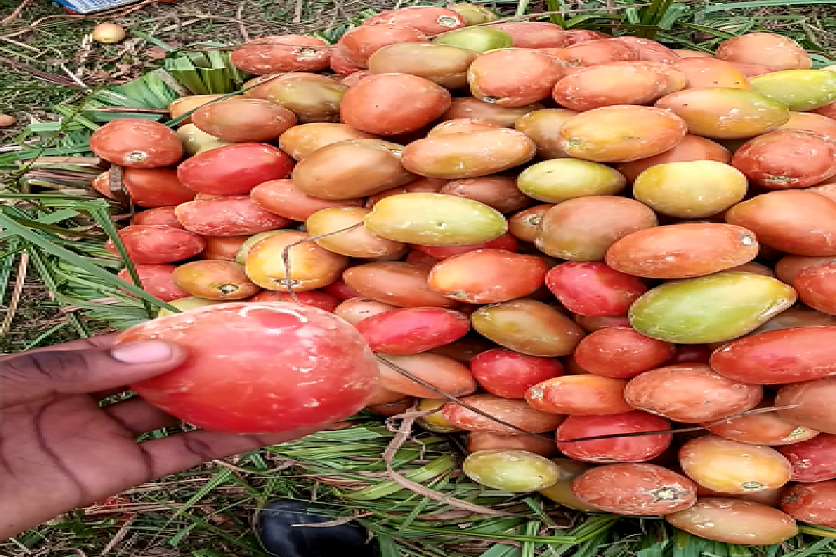 Tomat Segar from Uganda