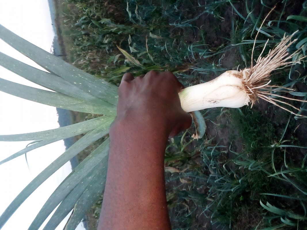 Porri from Uganda