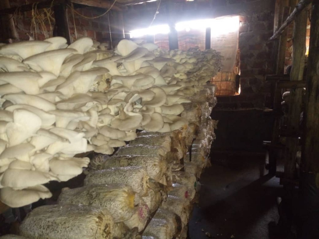Mushrooms from Uganda