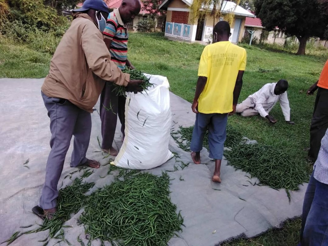 Grüne Chilischoten from Uganda