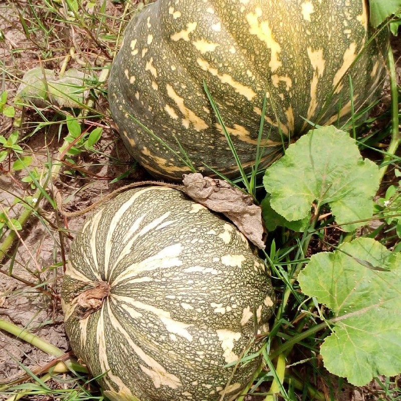Labu from Uganda