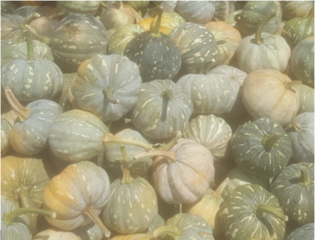 Labu Segar (20-35 Tonnes) dari Uganda from Uganda
