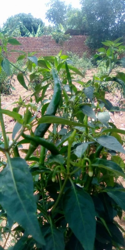 Peperoncino verde from Uganda