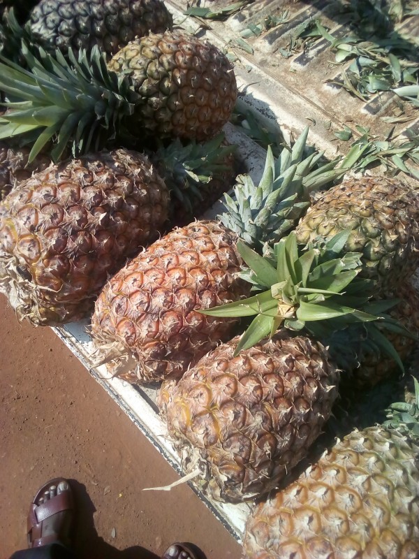 Pineapples from Uganda