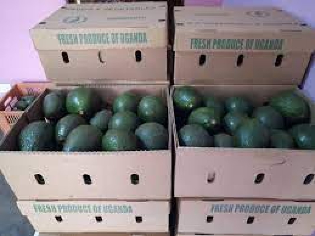 Avocado from Uganda from Uganda