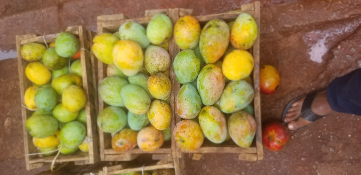 Ugandan Mangos from Uganda