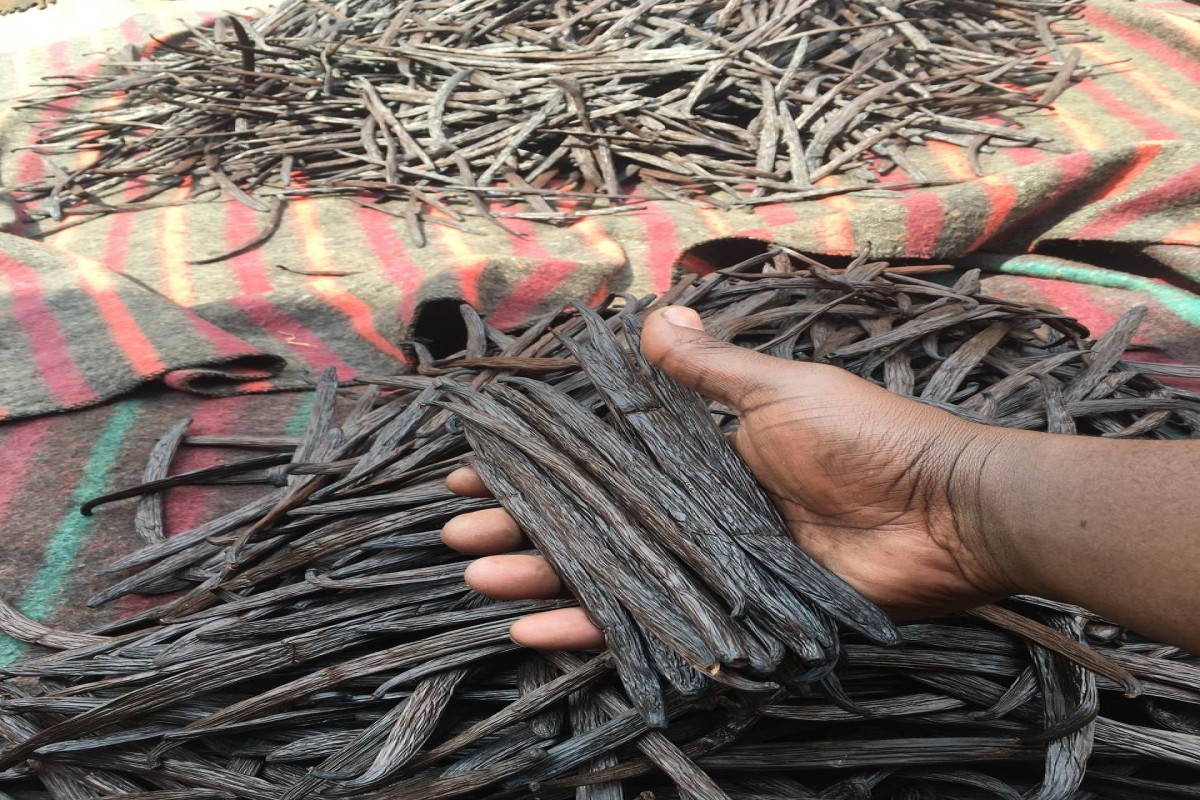 Biji Vanili from Uganda