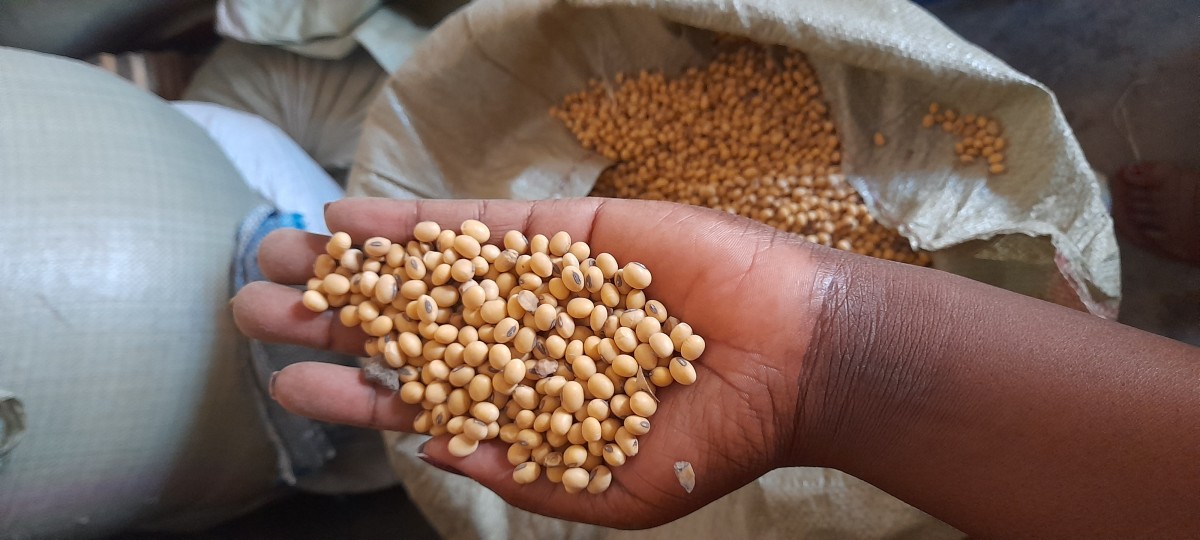 Semi di soia from Uganda