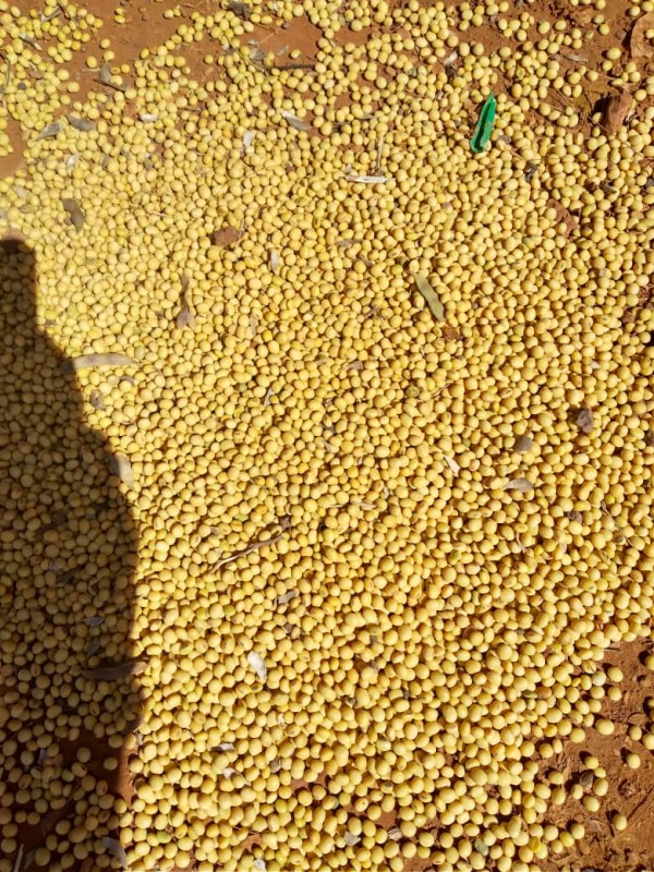 Kedelai from Uganda