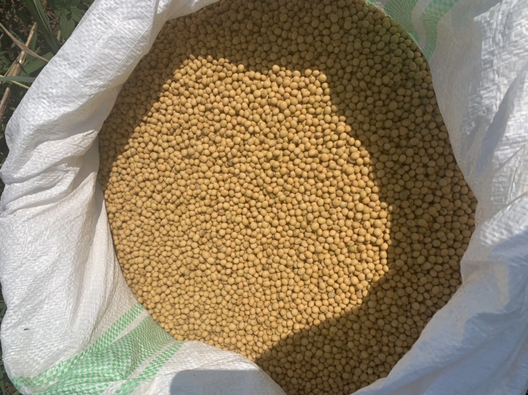 Kedelai tipe n3 from Uganda