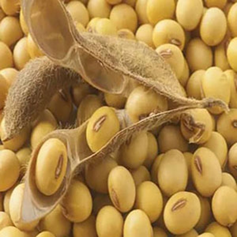 Soya Beans from Uganda