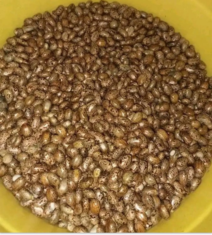 Sementes de mamona from Uganda