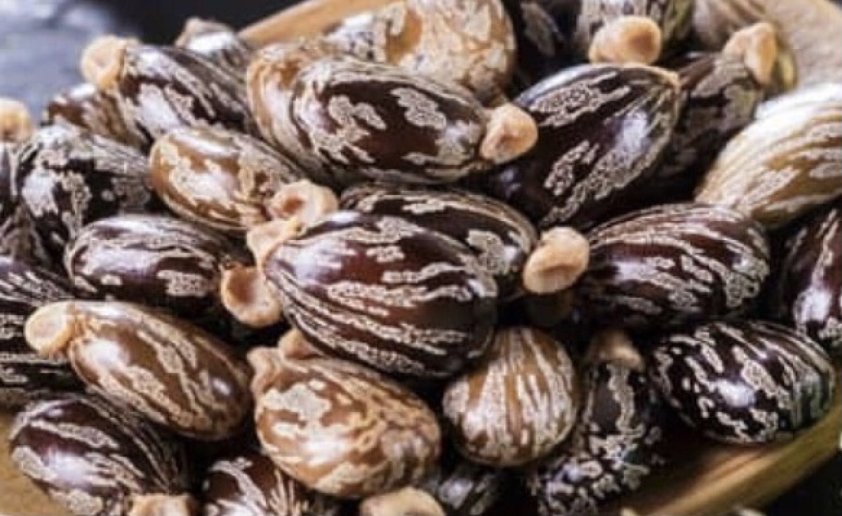 Castor beans / Oil from Uganda