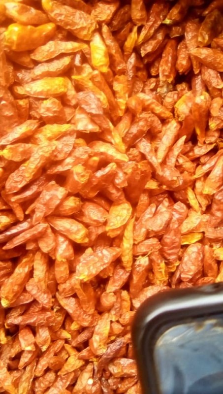 African Birds eye chili from Uganda