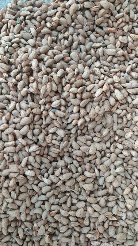 Amandel from Oezbekistan