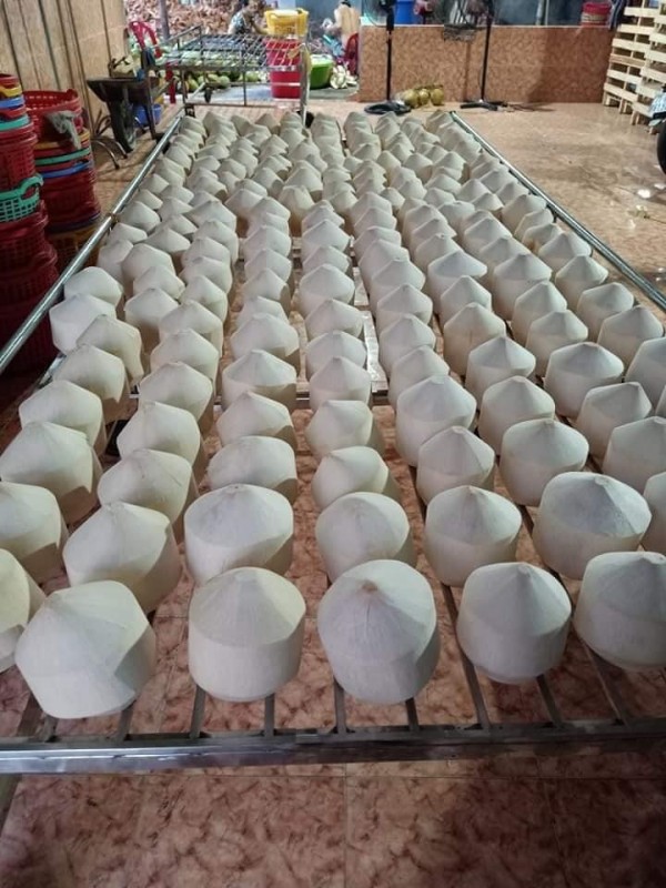 Tender Coconut from Vietnam