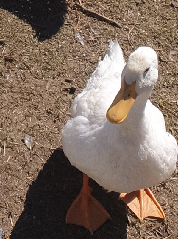 Patos Pekin vivos from África do Sul
