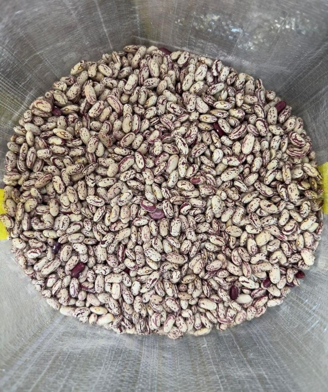 Speckled beans from South Africa