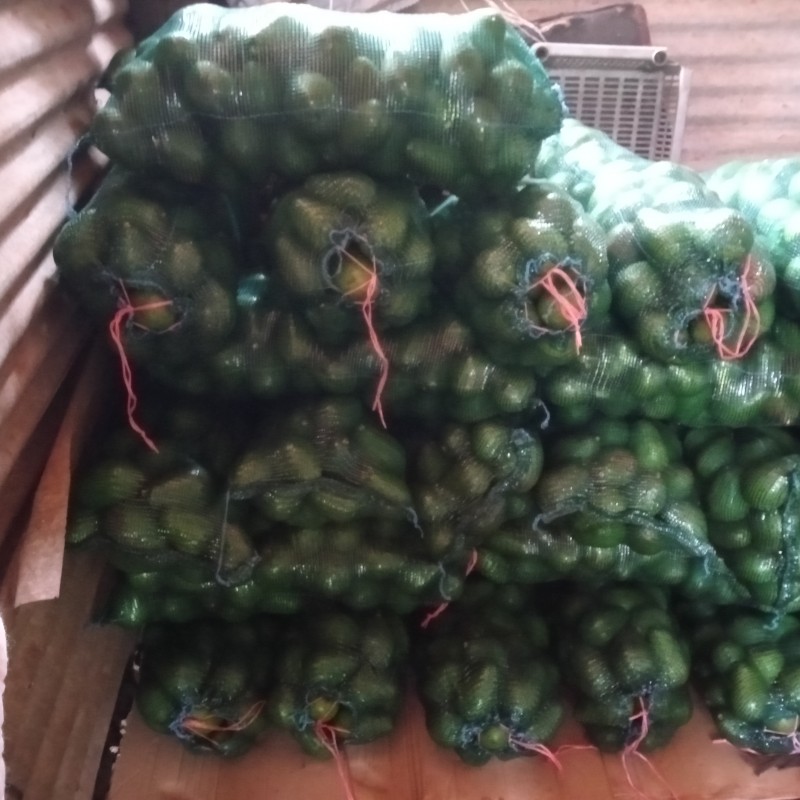 Feurte Avocados from Südafrika