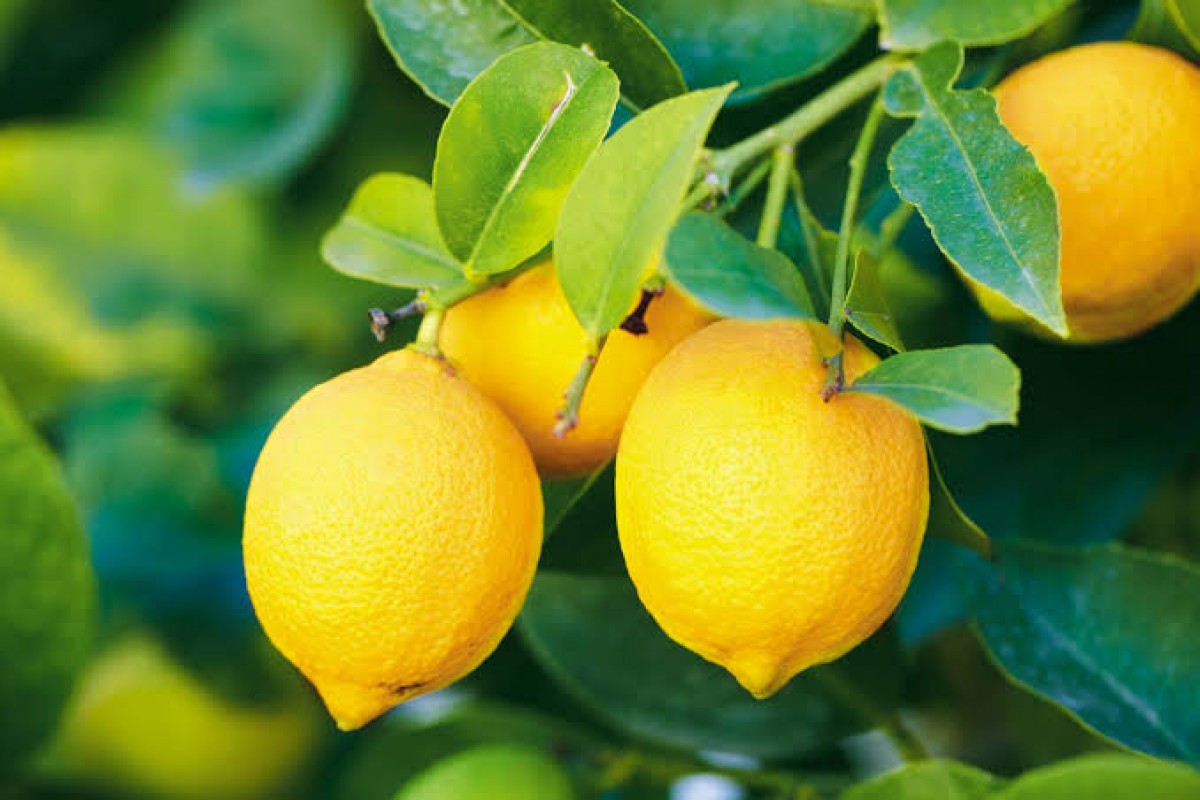 Lemon from Afrika Selatan