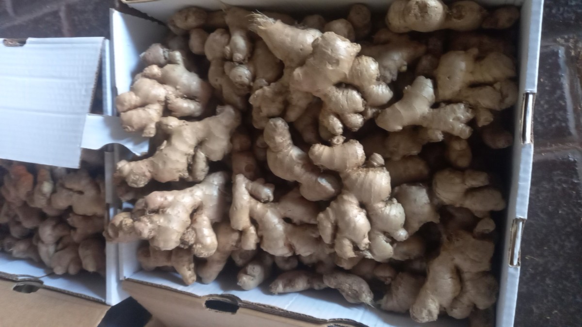 Ingwer from Südafrika