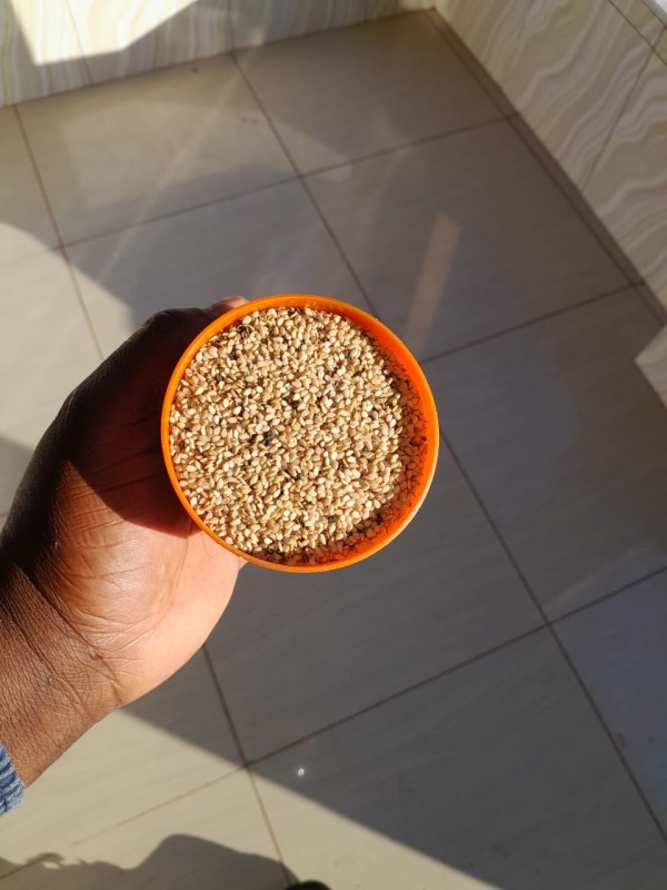 sesame white seeds from South Africa