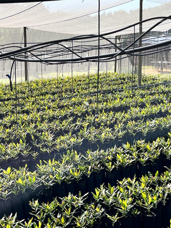 Macadamia seedlings from South Africa