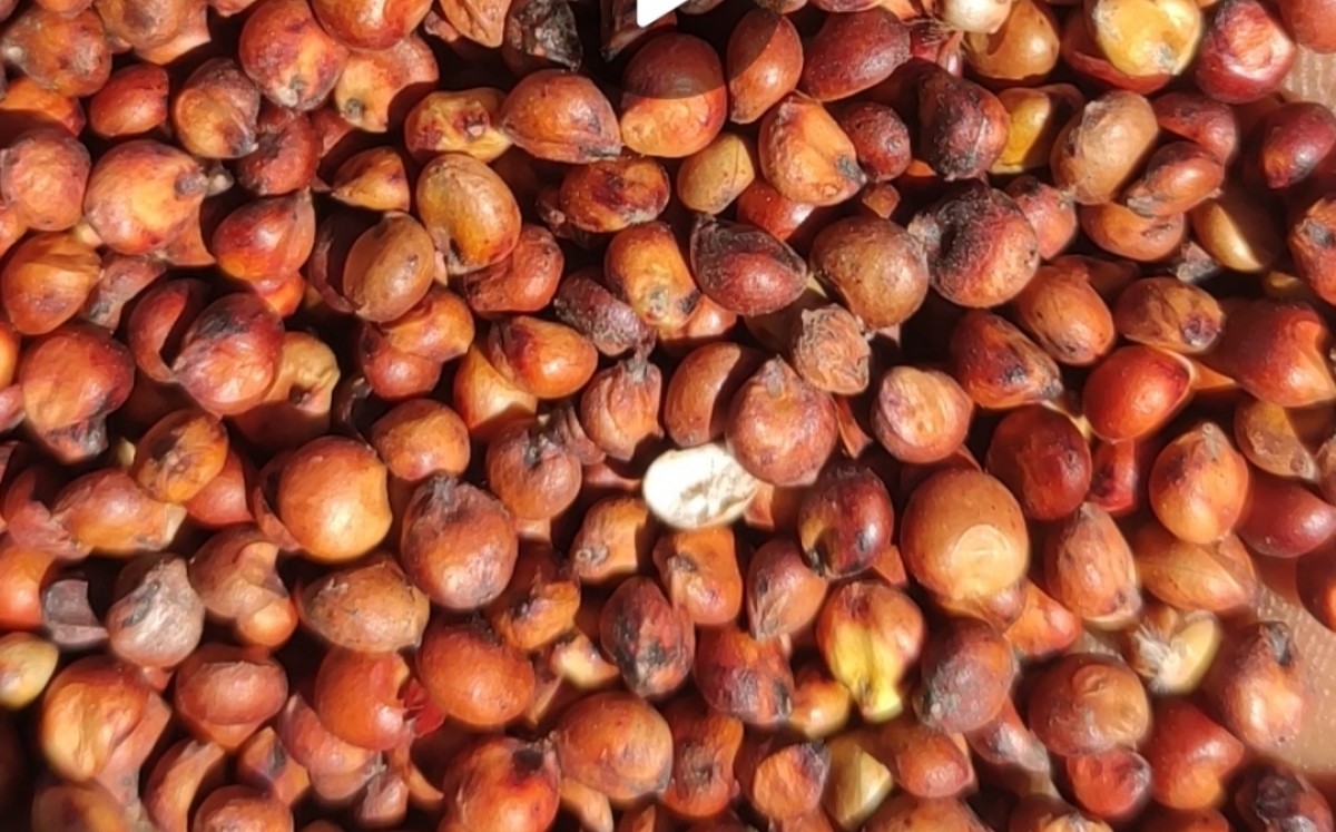 Sorghum red from Zambia