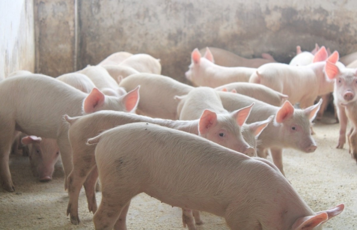 Carcasses de porc from Zambie