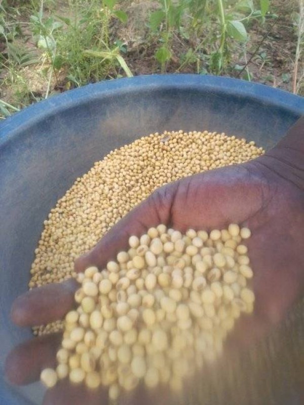 Soia Zambia from Zambia